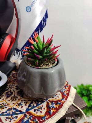 گل ساکولنته ریکو