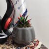 گل ساکولنته ریکو - تصویر 2