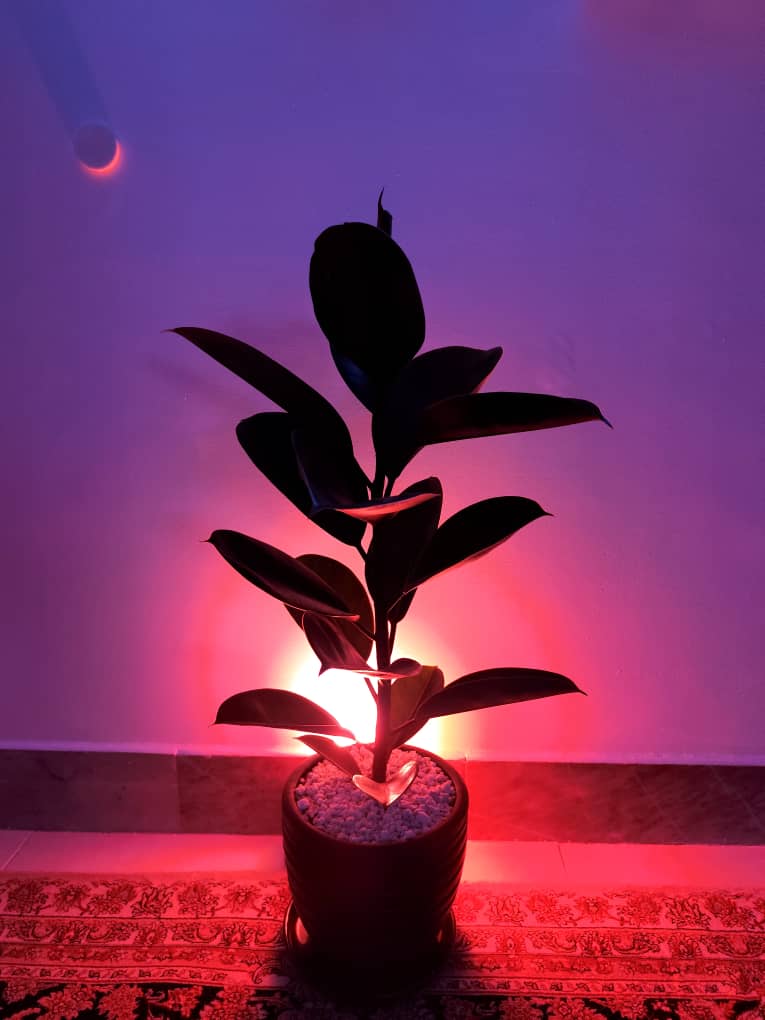 گلدان فیکوس مشکی